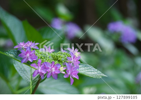 紫ヤマアジサイ 127899105
