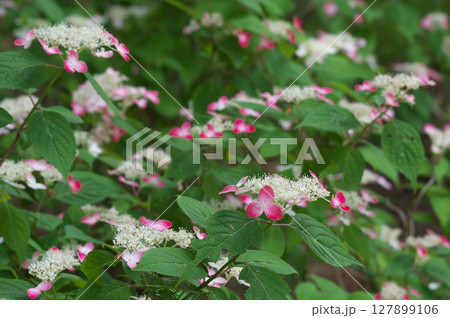 紅白のアジサイ 127899106