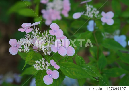 ピンクのアジサイ 127899107