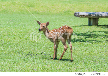 奈良公園の子鹿 奈良公園の子鹿 127899167