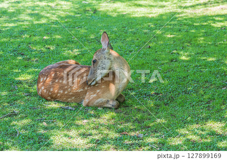 木陰でくつろぐ鹿 奈良公園 木陰でくつろぐ鹿 奈良公園 127899169