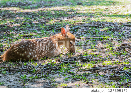 奈良公園の子鹿 奈良公園の子鹿 127899173