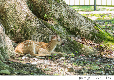 大木の根元でくつろぐ子鹿　奈良公園 127899175