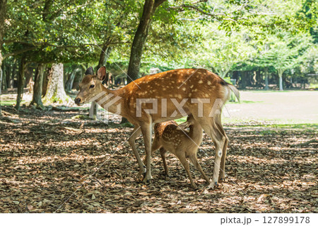 授乳中の鹿　奈良公園 127899178