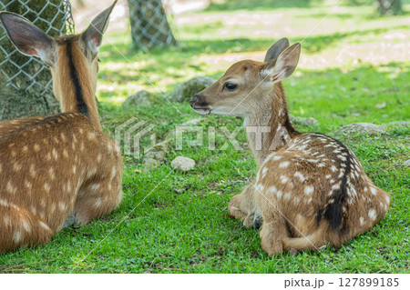 木陰でくつろぐ子鹿　奈良公園 127899185