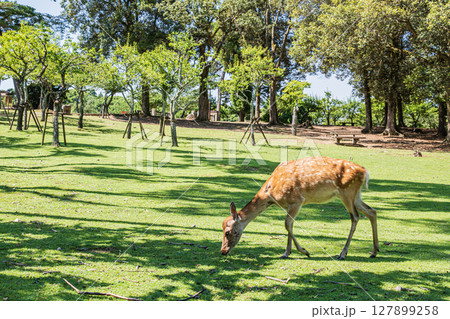 奈良公園の鹿 浅茅ヶ原園地 奈良公園の鹿 浅茅ヶ原園地 127899258