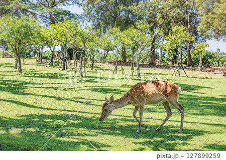 奈良公園の鹿 浅茅ヶ原園地 奈良公園の鹿 浅茅ヶ原園地 127899259