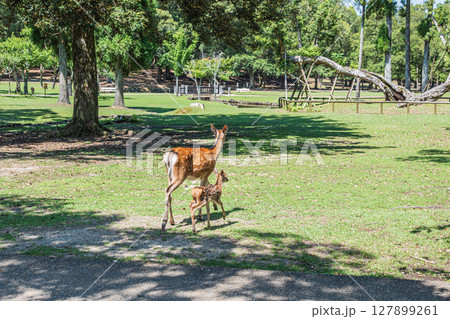 鹿の親子 奈良公園浅茅ヶ原園地 鹿の親子 奈良公園浅茅ヶ原園地 127899261