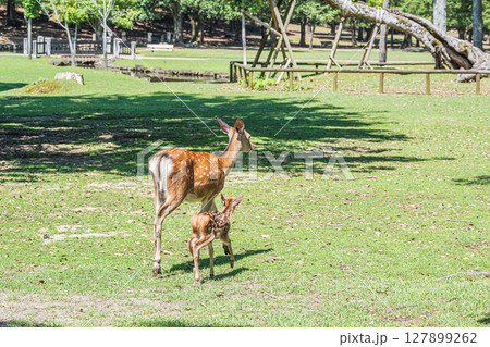 鹿の親子 奈良公園浅茅ヶ原園地 鹿の親子 奈良公園浅茅ヶ原園地 127899262