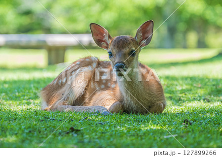 奈良公園の子鹿 127899266