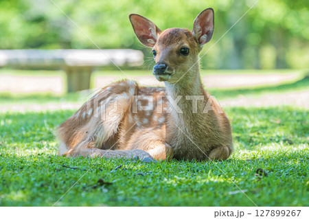 奈良公園の子鹿 127899267