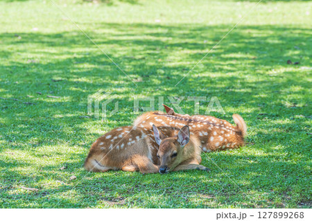 木陰でくつろぐ子鹿　奈良公園 127899268