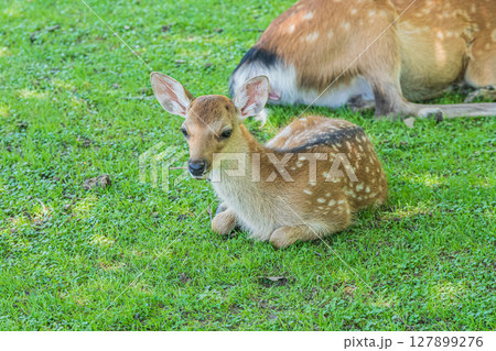 奈良公園の子鹿 127899276