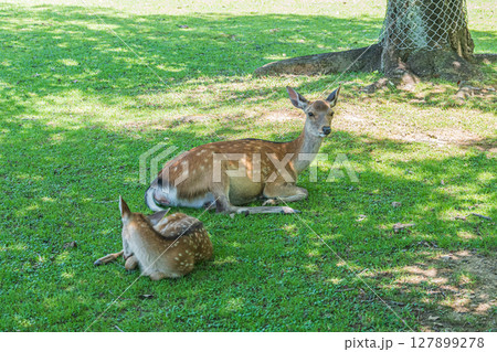 木陰でくつろぐ鹿　奈良公園 127899278