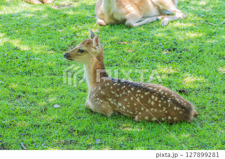奈良公園の子鹿 127899281