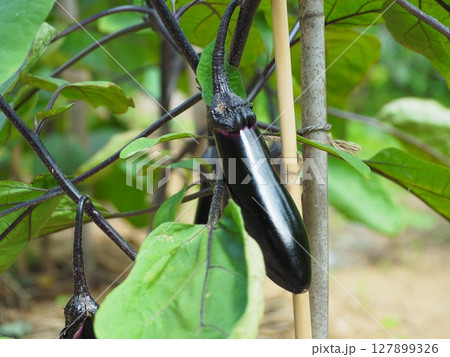夏野菜 ナスの実り Shiny Eggplant on the Plant 夏野菜 ナスの実り Shiny Eggplant on the Plant 127899326