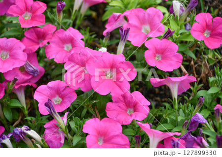 ペチュニア「ディーバ ローズインプ」 127899330