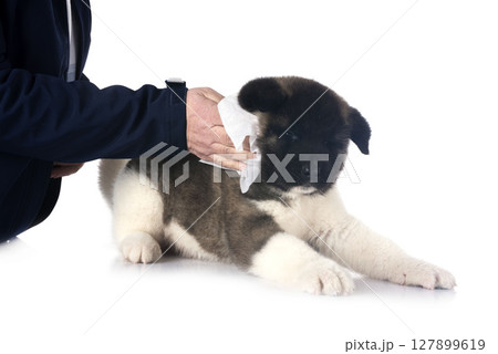 puppy amerikan akita in studio 127899619