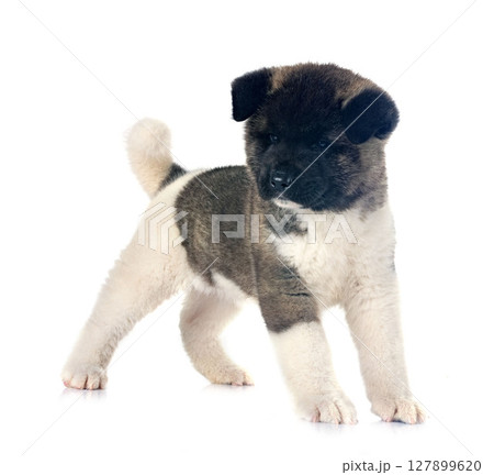 puppy amerikan akita in studio 127899620