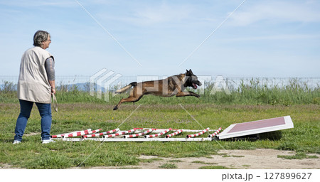 training of belgian shepherd training of belgian shepherd 127899627