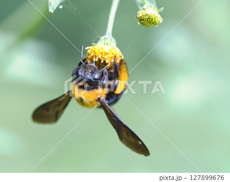 花の蜜を吸うクマバチ 127899676