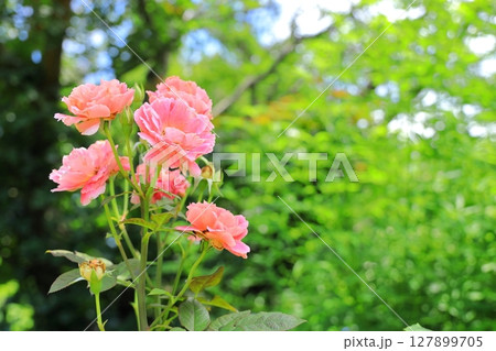 イングリッシュガーデン　バラの花 127899705