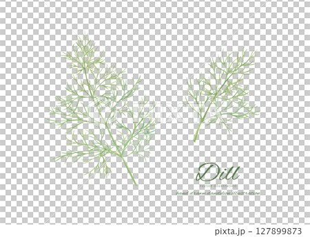 Watercolor hand drawn illustration of fresh dill leaves Watercolor hand drawn illustration of fresh dill leaves 127899873