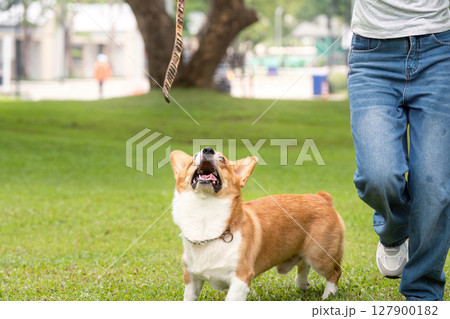 Dog Walking and Training. Corgi looking up at owner during a walk. Dog Walking and Training. Corgi looking up at owner during a walk. 127900182