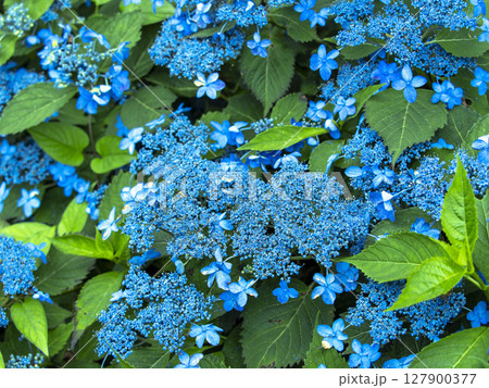 瑞々しく咲く青いガクアジサイのクローズアップ 瑞々しく咲く青いガクアジサイのクローズアップ 127900377
