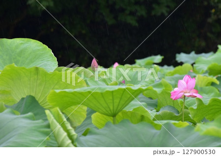 小雨降る森川花はす田にて 小雨降る森川花はす田にて 127900530