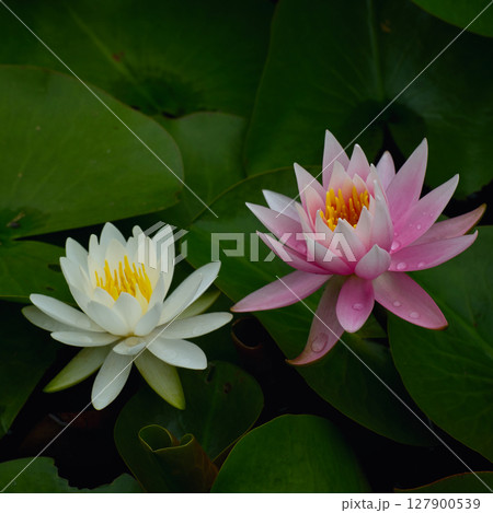 水面に浮かぶ紅白の蓮の花 水面に浮かぶ紅白の蓮の花 127900539