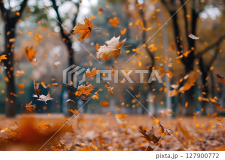 Colorful autumn leaves falling from trees in a windy forest, capturing vibrant shades of orange, yellow, and brown foliage. Golden sunlight adds tranquility to the scenic landscape 127900772