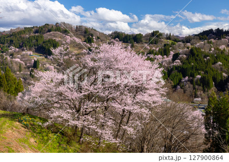 長野県長野市中条住良木 中条地区の斜面に咲く大きな桜 長野県長野市中条住良木 中条地区の斜面に咲く大きな桜 127900864
