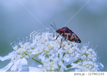 オルレアの花に止まるアカスジカメムシ 127901143