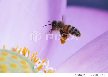 花の蜜を探すミツバチ 花の蜜を探すミツバチ 127901145