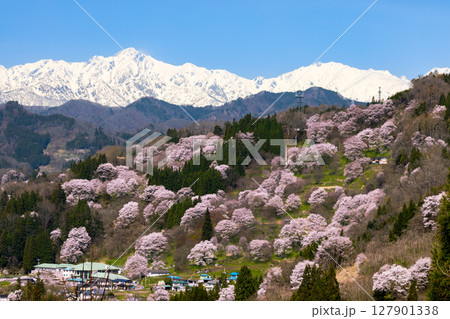 長野県上水内郡小川村高府 オオヤマザクラ、エドヒガンなどが咲く二反田の桜と残雪の北アルプス五竜岳など 長野県上水内郡小川村高府 オオヤマザクラ、エドヒガンなどが咲く二反田の桜と残雪の北アルプス五竜岳など 127901338