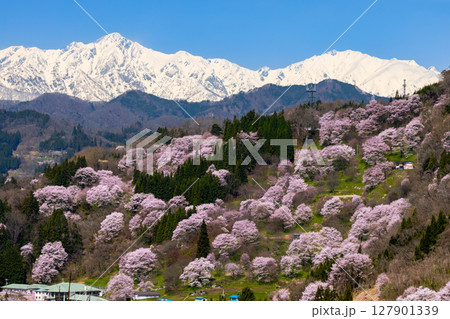 長野県上水内郡小川村高府　オオヤマザクラ、エドヒガンなどが咲く二反田の桜と残雪の北アルプス五竜岳など 127901339