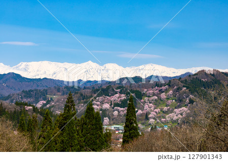 長野県上水内郡小川村高府 オオヤマザクラ、エドヒガンなどが咲く二反田の桜と残雪の北アルプス五竜岳など 長野県上水内郡小川村高府 オオヤマザクラ、エドヒガンなどが咲く二反田の桜と残雪の北アルプス五竜岳など 127901343
