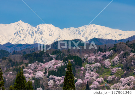 長野県上水内郡小川村高府　オオヤマザクラ、エドヒガンなどが咲く二反田の桜と残雪の北アルプス五竜岳など 127901346