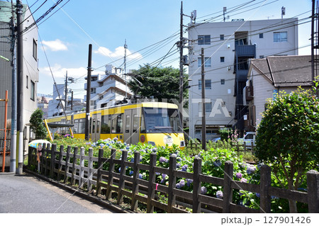 世田谷・紫陽花咲く松原駅近くを走る東急世田谷線 127901426