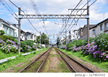 世田谷・下北沢駅を出る井の頭線と咲き誇るアジサイ 世田谷・下北沢駅を出る井の頭線と咲き誇るアジサイ 127901432