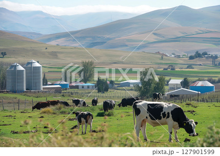 Black and white cows grazing peacefully on lush green pastures, with a traditional chilean dairy farm in the background, surrounded by rolling hills and a clear blue sky Black and white cows grazing peacefully on lush green pastures, with a traditional chilean dairy farm in the background, surrounded by rolling hills and a clear blue sky 127901599