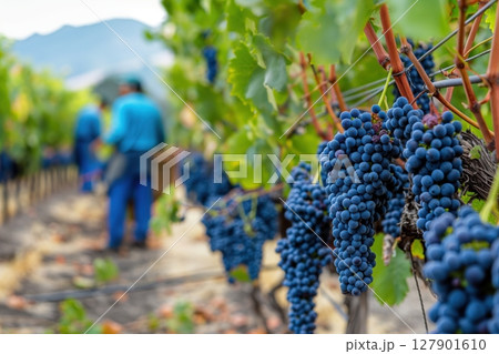 Bunches of ripe blue grapes hanging on vine in napa valley vineyard with farmers harvesting in the background 127901610