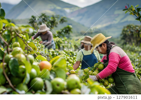 Female farm workers are harvesting ripe guavas on a sunny plantation in the mountains of south america 127901611