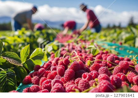 Freshly picked raspberries lying on a fruit farm with farmers harvesting in the background 127901641