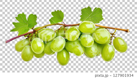 Grape fruit transparent watercolor PNG clipart isolated on white background. 127901934