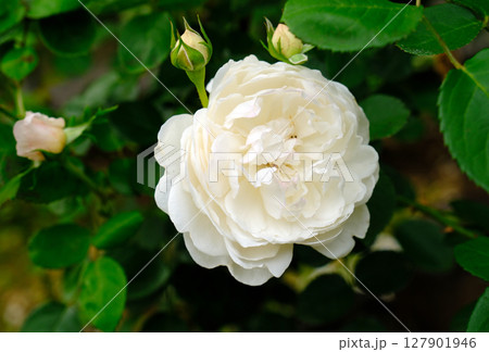 白いバラ（グラミスキャッスル） 127901946