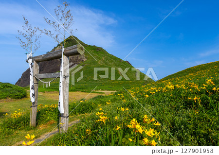 新潟県佐渡市願　佐渡島外海府海岸のトビシマカンゾウ群生と鳥居越しの大野亀 127901958