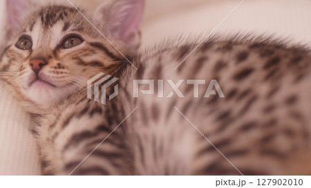 寝転ぶ猫 127902010