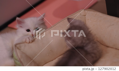 見つめる子猫に癒されました 127902012